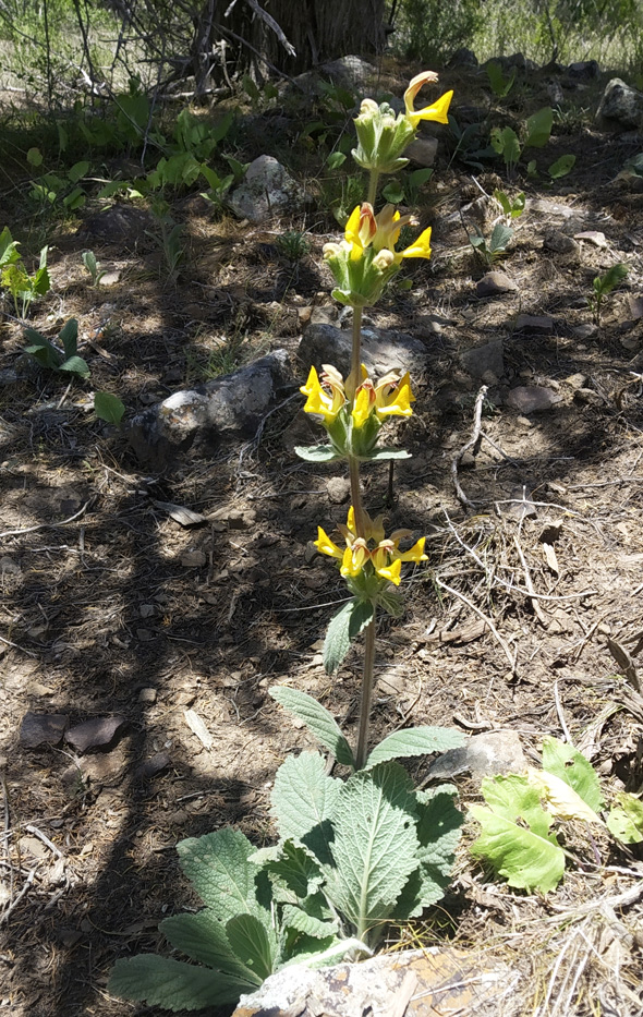 Изображение особи Phlomoides baissunensis.