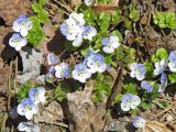 Veronica filiformis. Цветущие растения на поляне в смешанном лесу. Карачаево-Черкесия, Зеленчукский р-н, долина р. Ходюк (выс. 1650 м н.у.м.). 02.05.2010.
