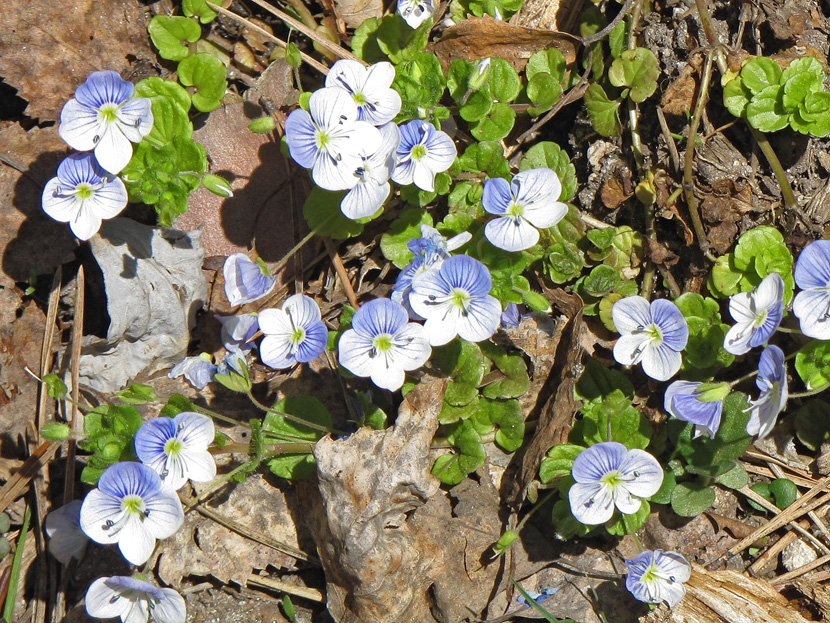 Изображение особи Veronica filiformis.