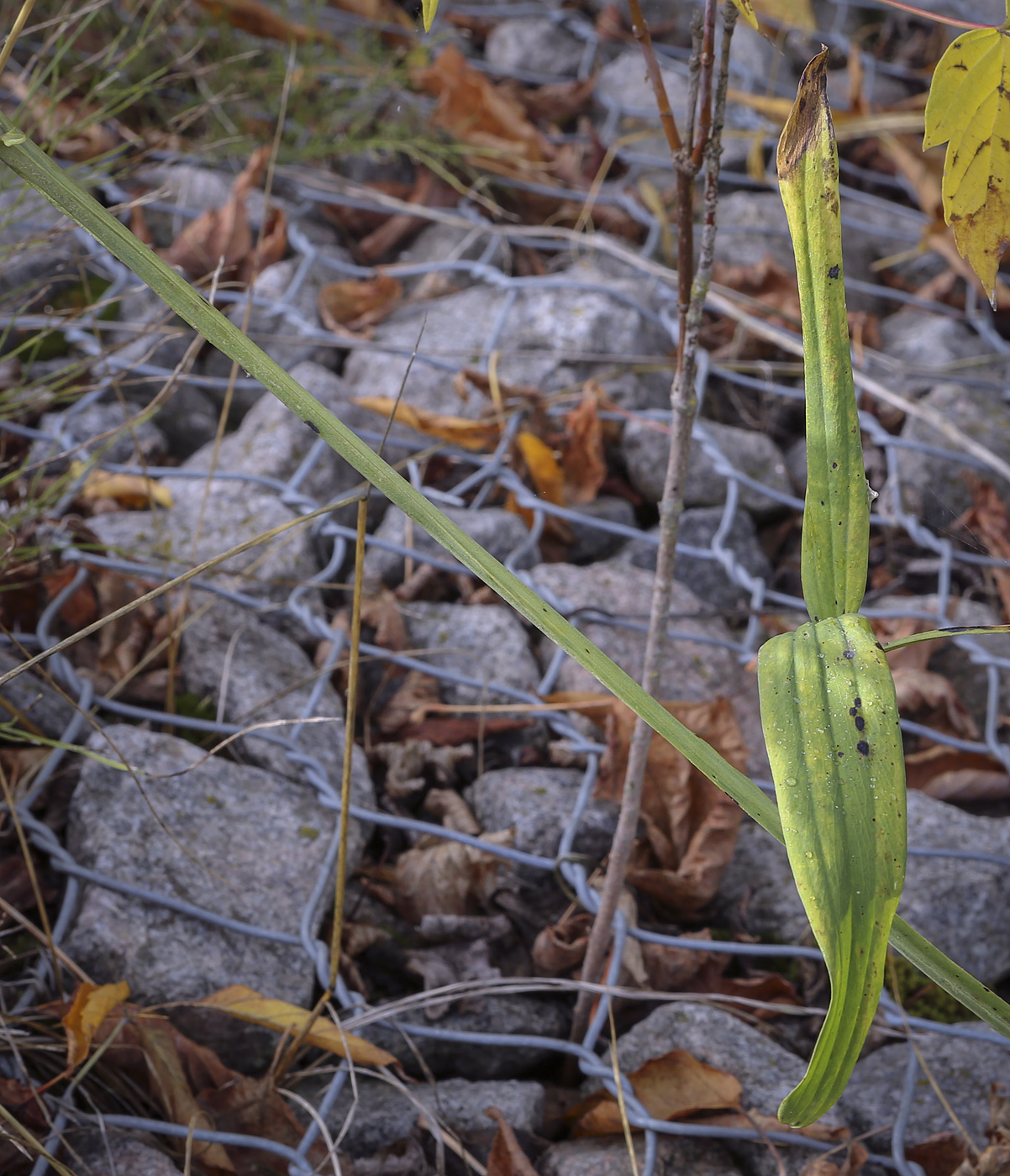 Image of Lathyrus sylvestris specimen.