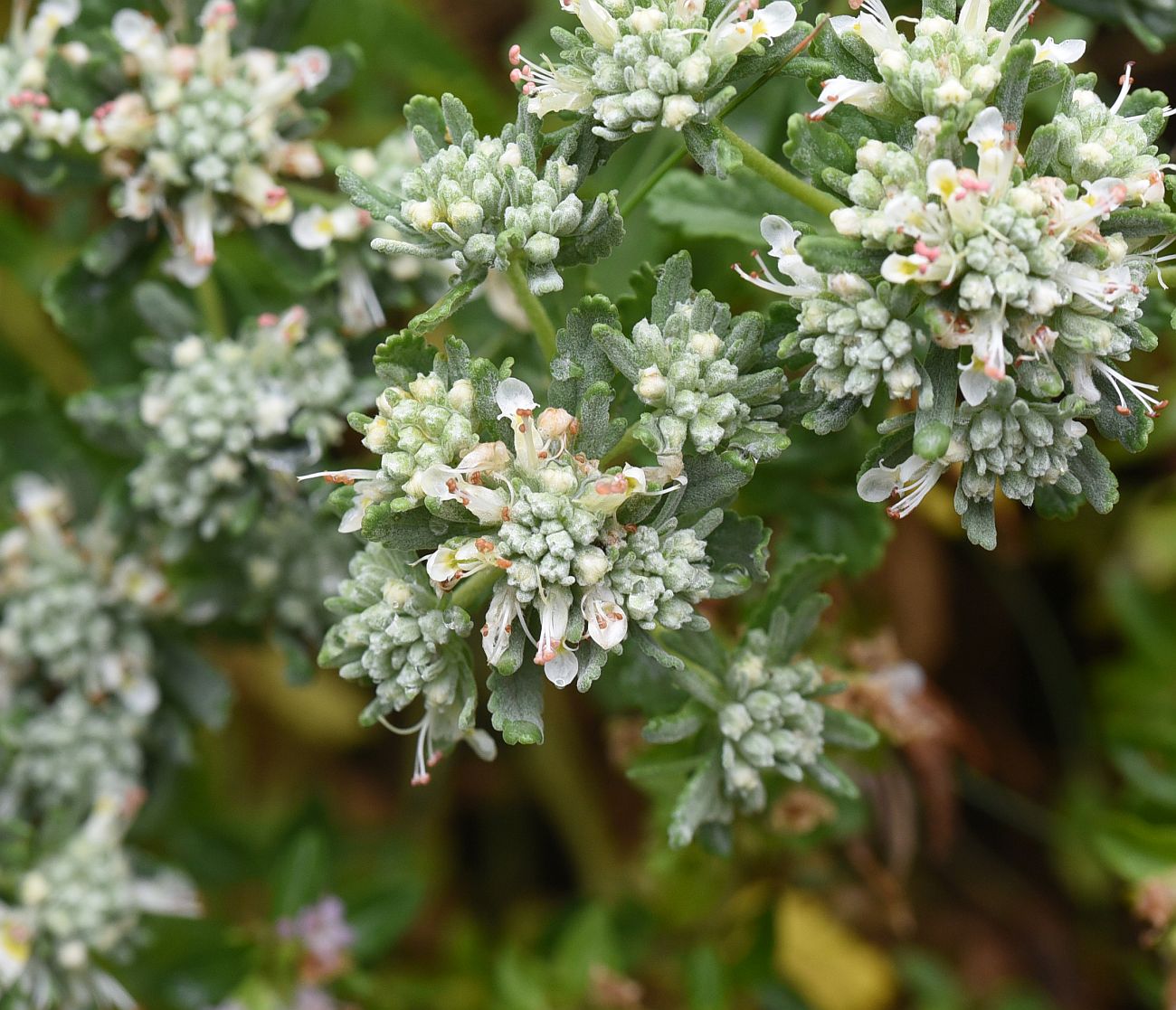 Image of Teucrium capitatum specimen.