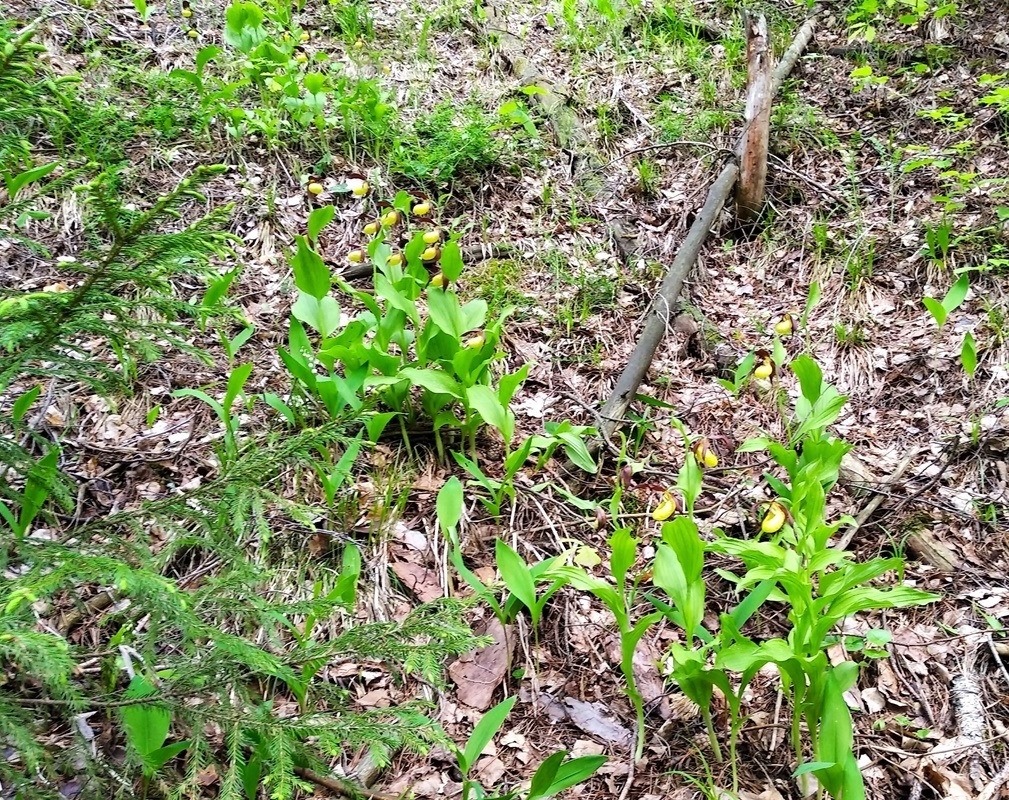 Image of Cypripedium calceolus specimen.