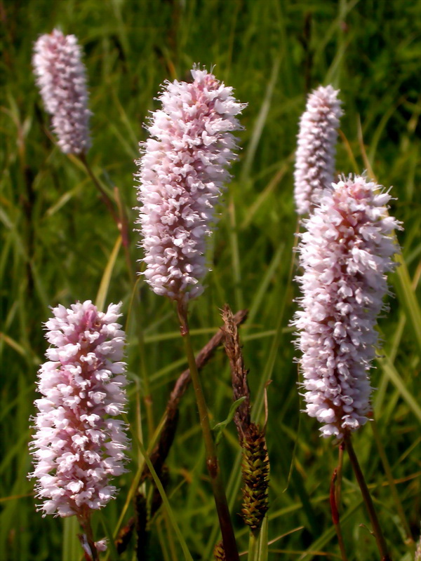 Изображение особи Bistorta officinalis.