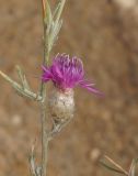 Centaurea sarandinakiae