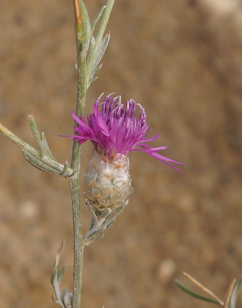 Image of Centaurea sarandinakiae specimen.