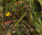 Lotus frondosus