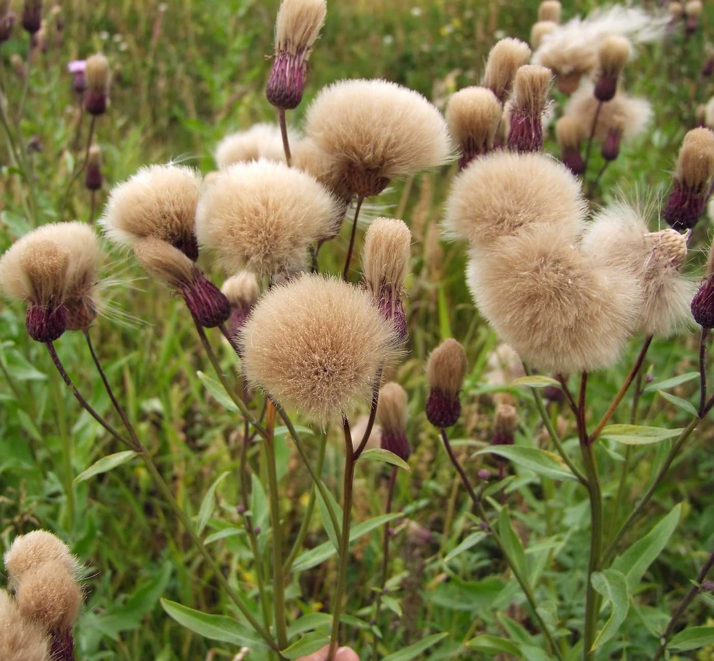 Изображение особи Cirsium setosum.