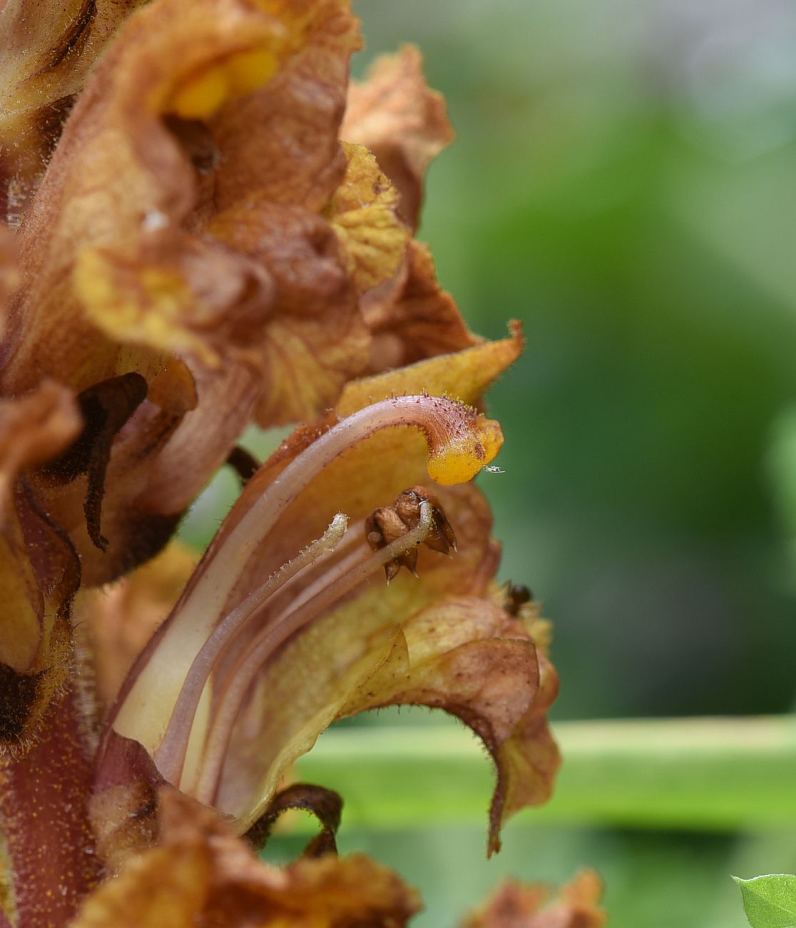 Image of Orobanche alba ssp. xanthostigma specimen.