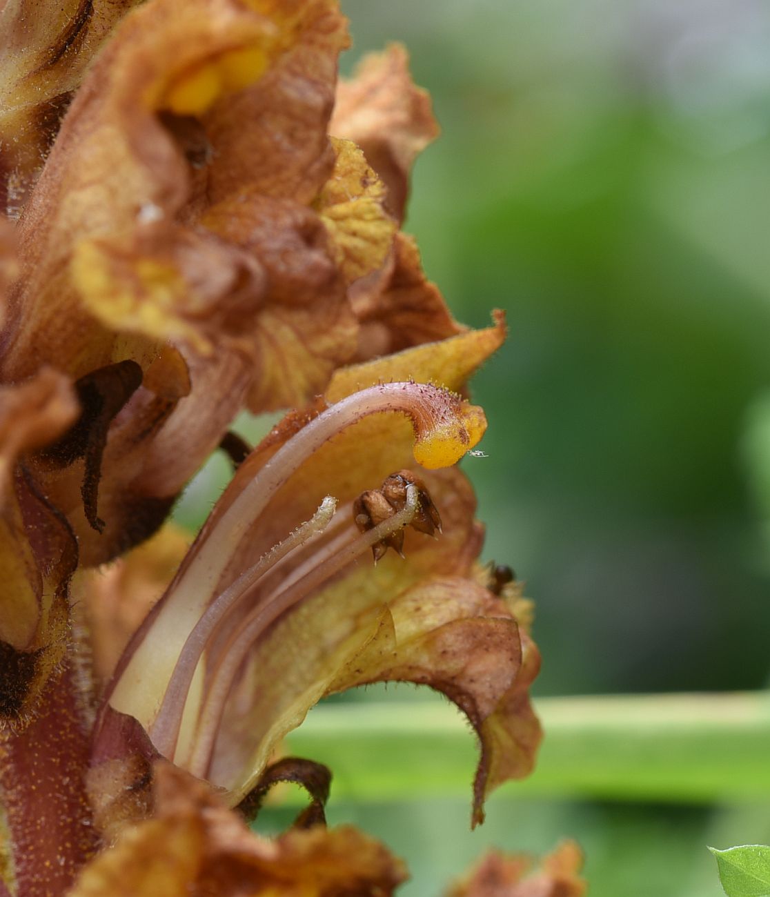 Изображение особи Orobanche alba ssp. xanthostigma.