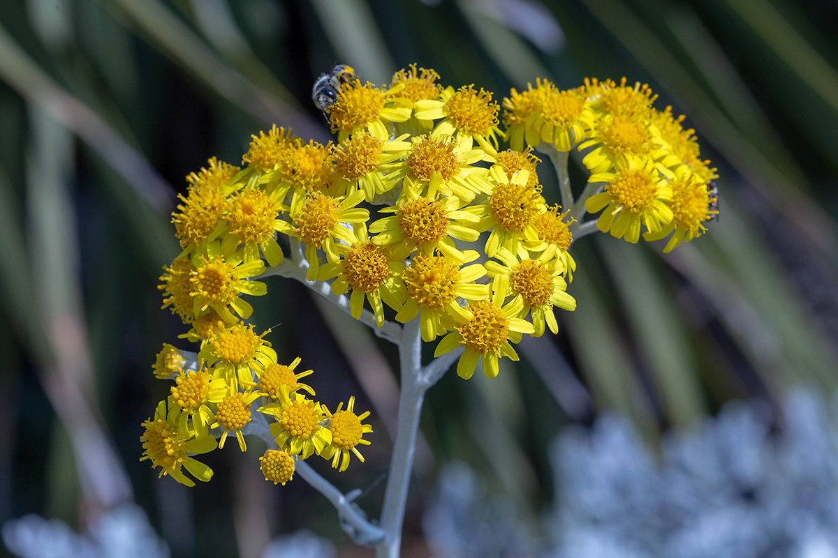 Изображение особи Senecio cineraria.