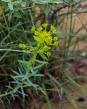 Euphorbia seguieriana. Верхушка побега с соцветием. Дагестан, Кумторкалинский р-н, бархан Сарыкум, песчаный склон. 30.04.2022.