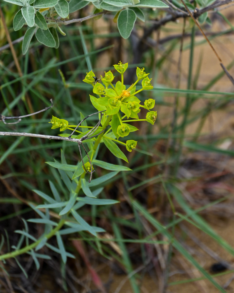 Изображение особи Euphorbia seguieriana.