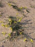 Linaria sabulosa. Цветущие растения на песчаном пляже. Крым, окр. Евпатории. 6 сентября 2009 г.