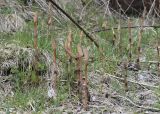 Equisetum arvense