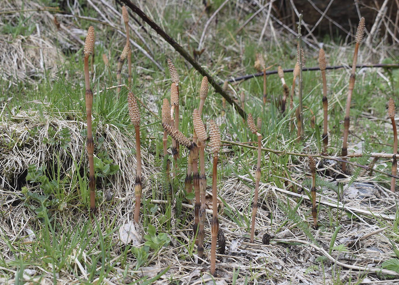 Изображение особи Equisetum arvense.