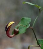 Aristolochia sempervirens