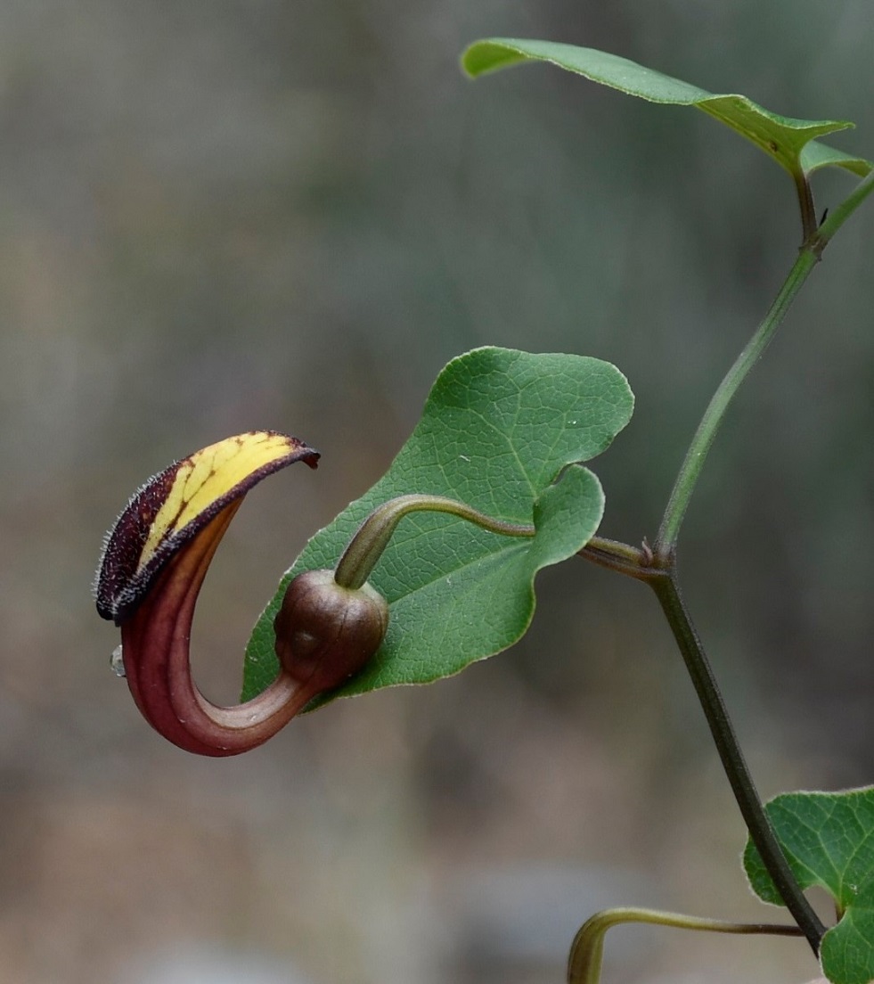 Image of Aristolochia sempervirens specimen.