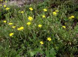 Helianthemum nummularium