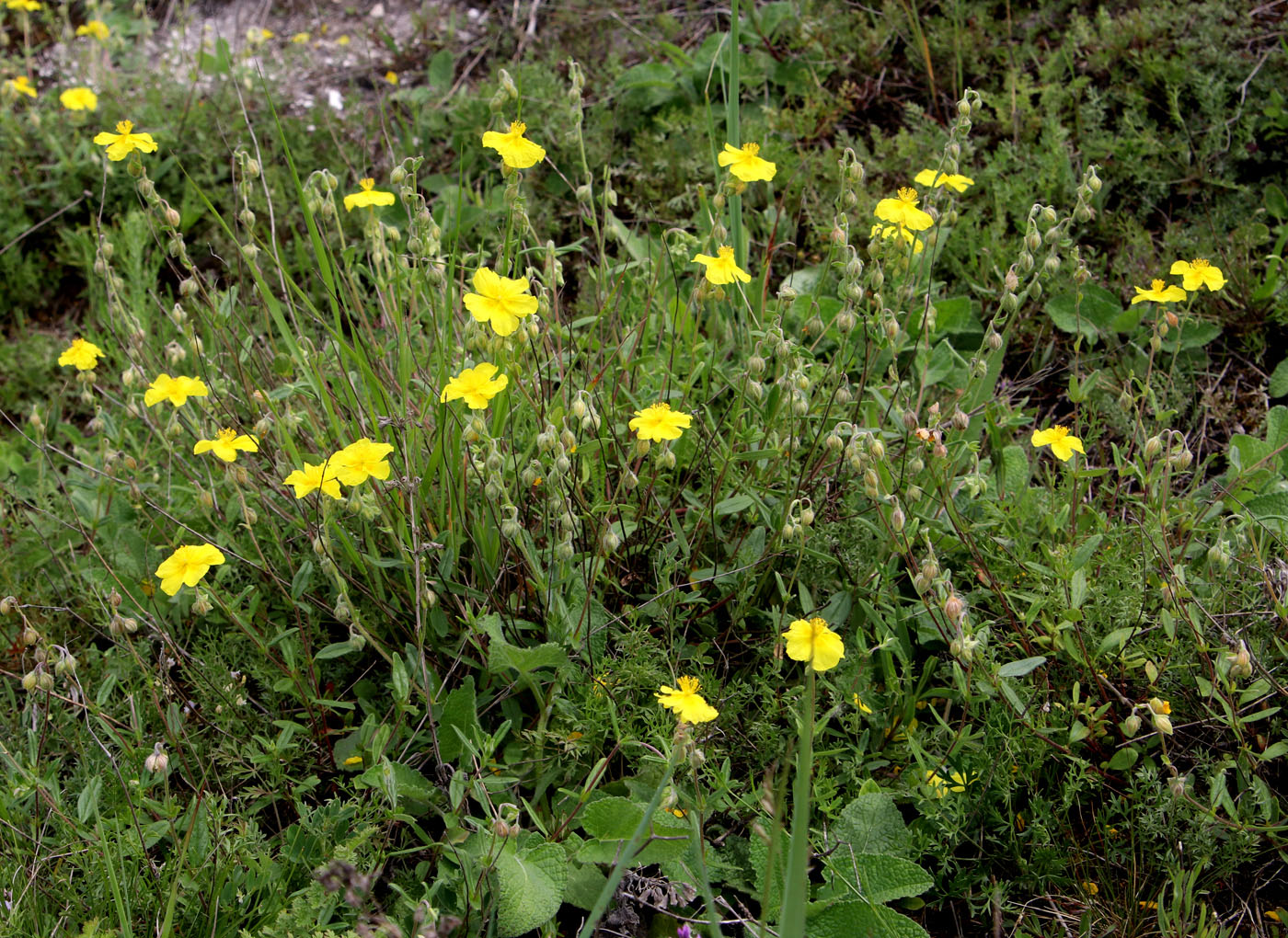 Image of Helianthemum nummularium specimen.
