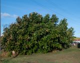 Ficus elastica