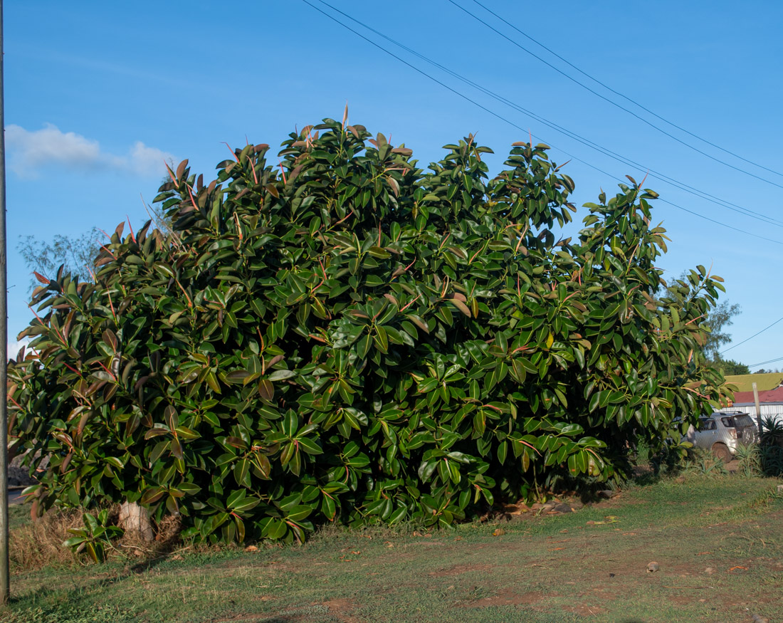 Изображение особи Ficus elastica.