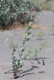 Populus pruinosa. Молодая поросль. Узбекистан, Ферганская обл., 5 км СЗ г. Коканд, Кокандские пески, частично закреплённые дюны. 18 мая 2023 г.