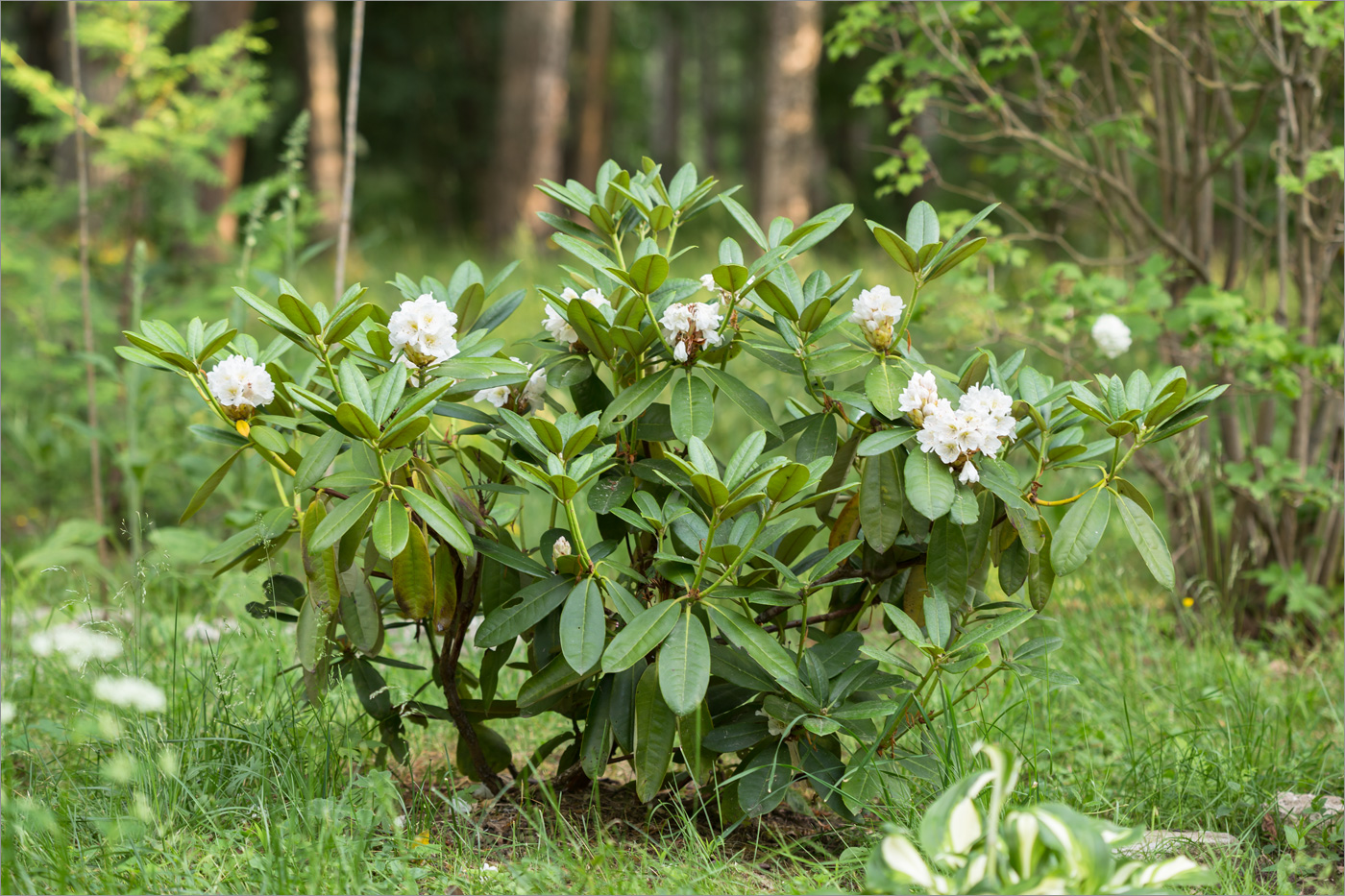 Image of genus Rhododendron specimen.