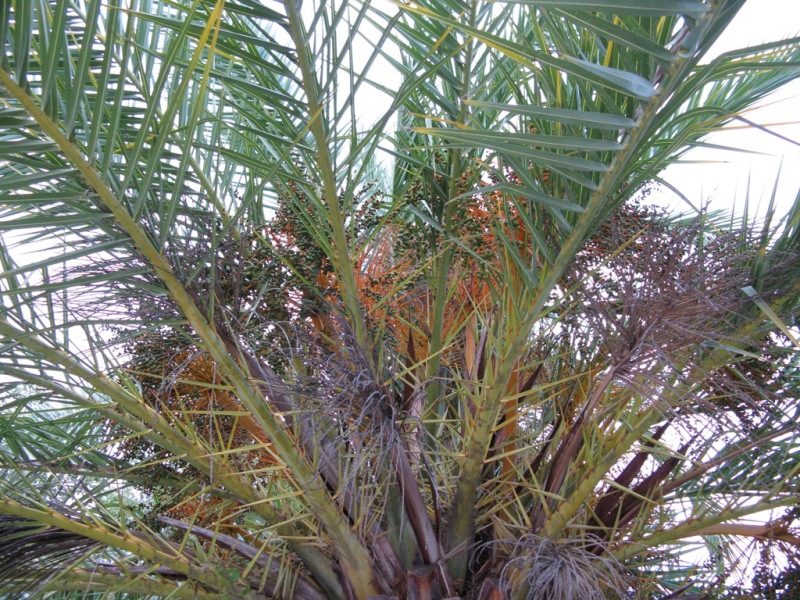 Изображение особи Phoenix canariensis.