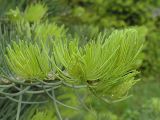 Abies concolor