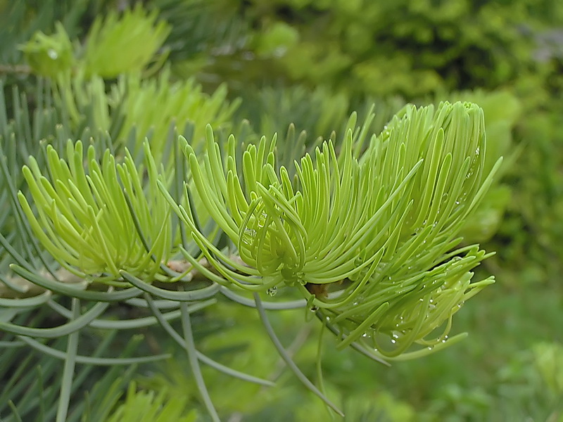 Изображение особи Abies concolor.