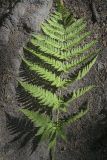 Dryopteris expansa. Спороносящая вайя. Пермский край, г. Пермь, Кировский р-н, ООПТ \"Сосновый бор\", смешанный лес. 24.08.2023.