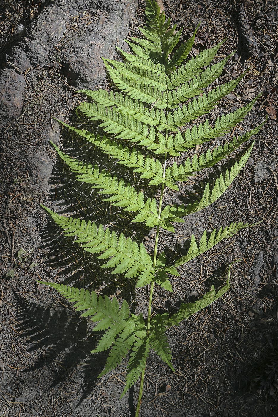 Image of Dryopteris expansa specimen.