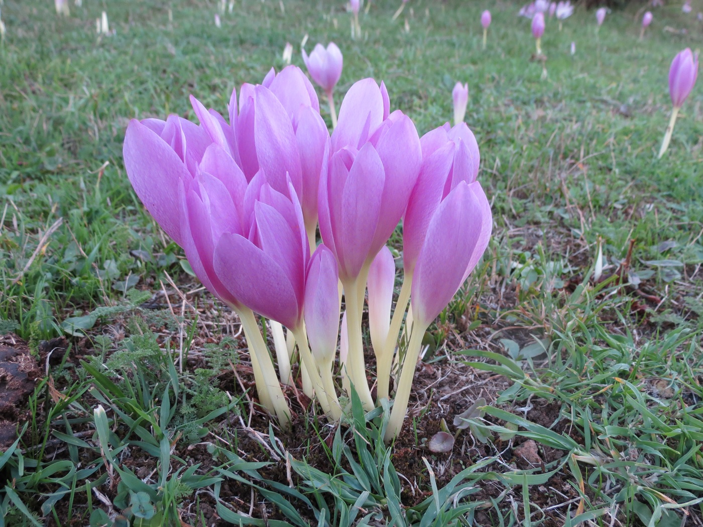 Изображение особи Colchicum speciosum.