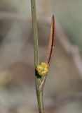 Bupleurum tenuissimum