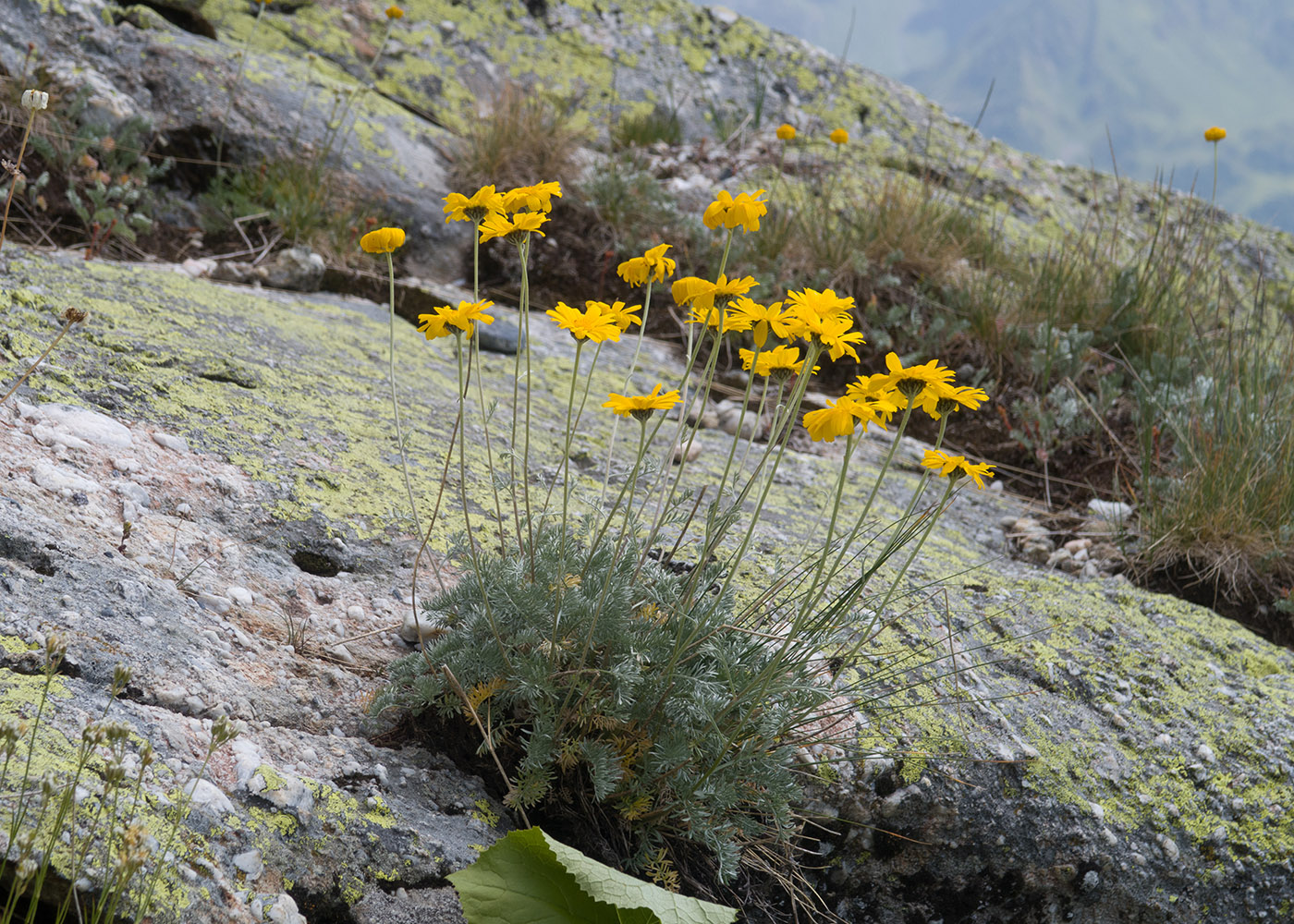 Image of Anthemis sosnovskyana specimen.