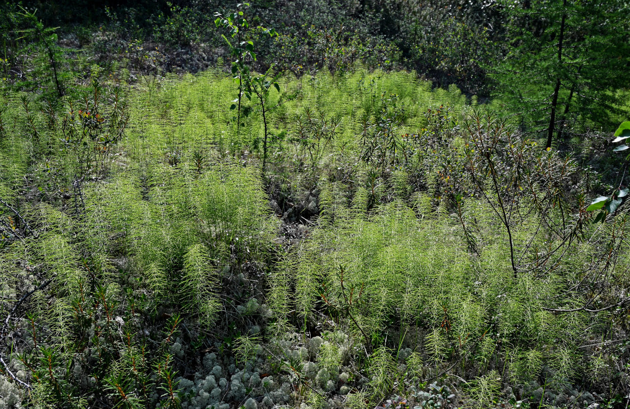 Изображение особи Equisetum pratense.