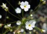 Androsace lactiflora