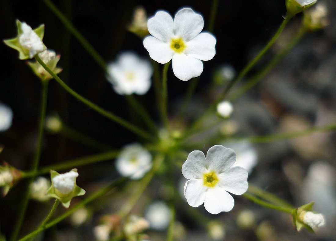 Image of Androsace lactiflora specimen.