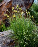 Tragopogon filifolius. Цветущие растения в сообществе с Silene. Армения, обл. Гегаркуник, берег оз. Севан, окр. монастыря Айраванк, ≈ 1900 м н.у.м., каменистый участок лугового склона. 23.06.2022.