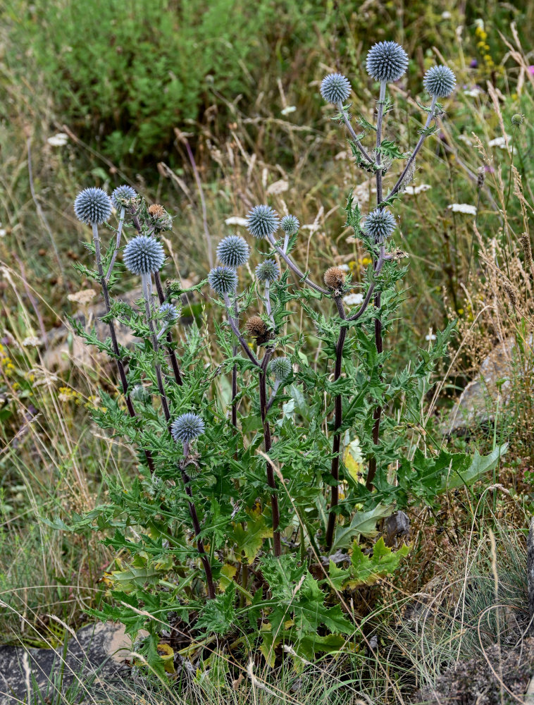 Изображение особи Echinops sphaerocephalus.