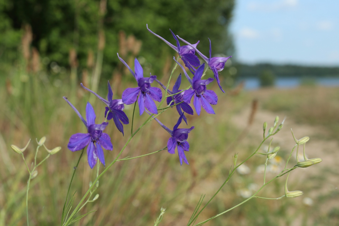 Image of Delphinium consolida specimen.