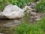 Heracleum apiifolium. Цветущее растение. Карачаево-Черкесия, Урупский р-н, долина Ацгарских озёр, ≈ 2500 м н.у.м., морена между средними озёрами, альпийский луг, близ небольшого ручейка. 09.08.2023.