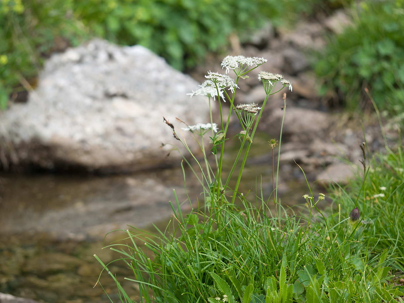 Изображение особи Heracleum apiifolium.