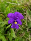 Viola oreades