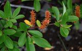 genus Salix. Верхушка ветви с соплодиями. Красноярский край, Таймырский Долгано-Ненецкий р-н, плато Путорана, устье р. Кутарамакан, каменистый пляж. 23.07.2023.