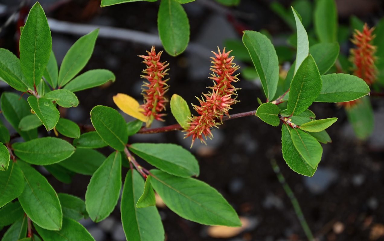 Image of genus Salix specimen.