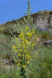 Verbascum speciosum. Соцветие. Грузия, Самцхе-Джавахети, окр. пещерного монастыря Вардзиа, луговой склон у подножия скалы. 13.06.2023.