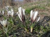 Crocus alatavicus