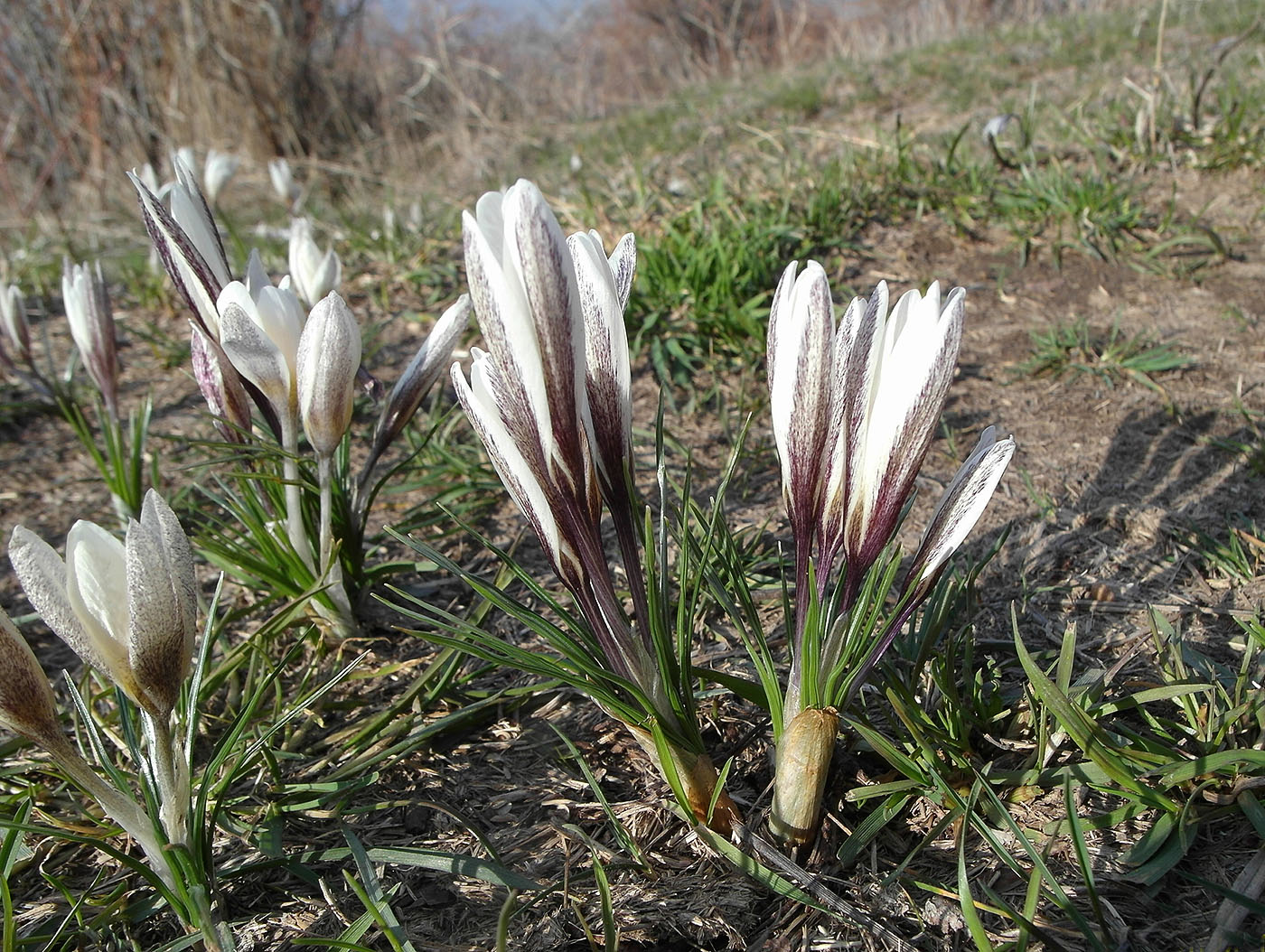 Изображение особи Crocus alatavicus.