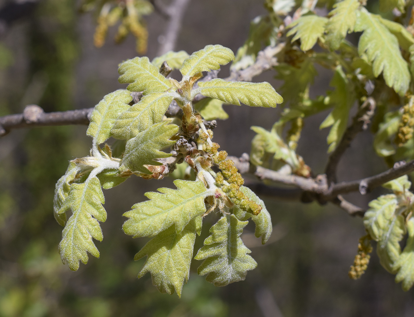 Изображение особи Quercus pubescens.